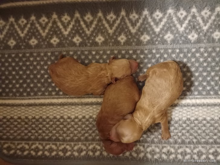 風岡香ブリーダーのブログ：可愛い仔犬