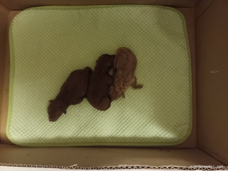 風岡香ブリーダーのブログ：7月31日仔犬が産まれました❣