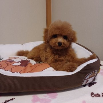 トイプードル(タイニー)【静岡県・男の子・2024年10月19日・アプリコット】の写真「アプリコットの男の子」