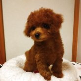 トイプードル(タイニー)