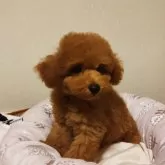 タイニープードル