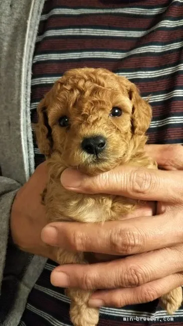 ID:2005-01339の子犬