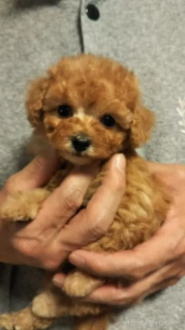 ID:2202-04329の子犬