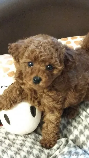 ID:2203-03280の子犬