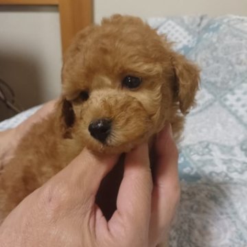 トイプードル(タイニー)【静岡県・男の子・2023年9月16日・アプリコット】の写真「明るく元気な子」