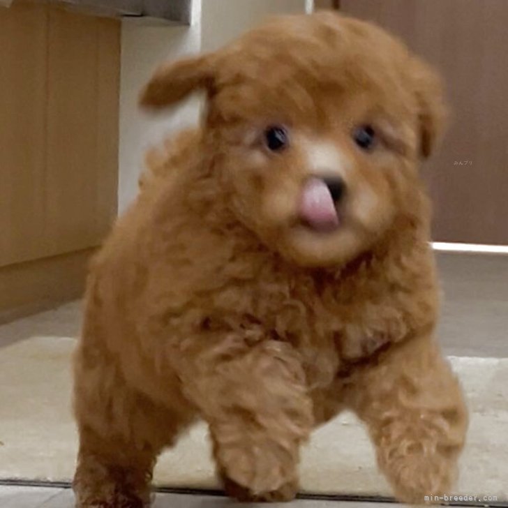 ブリーダー画像