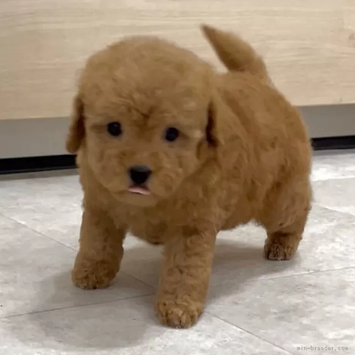 K.O 様のお迎えした子犬