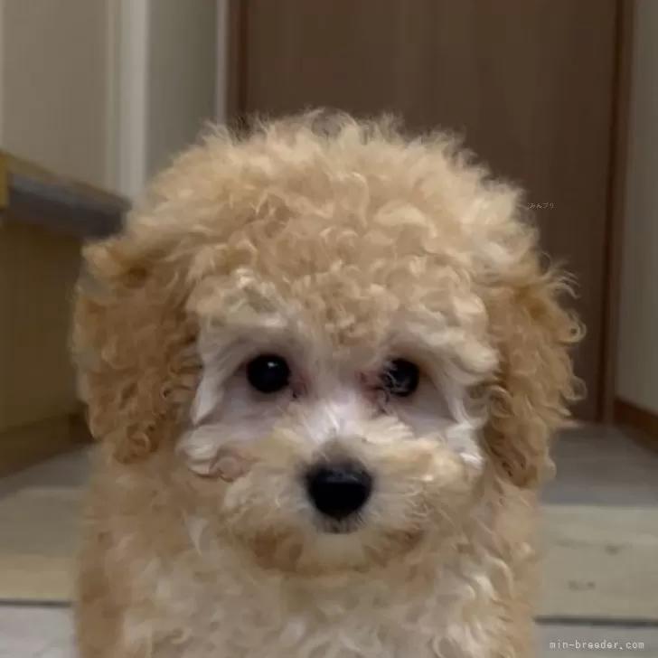 タイニープードル【神奈川県・男の子・2025年7月1日・アプリコット】の写真1