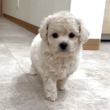 ビションプー(ビションフリーゼ×トイプードル)【神奈川県・女の子・2025年10月30日・クリーム】の写真「顔立ちがよく、短足で毛がふあふあの大人し癒し系の子」