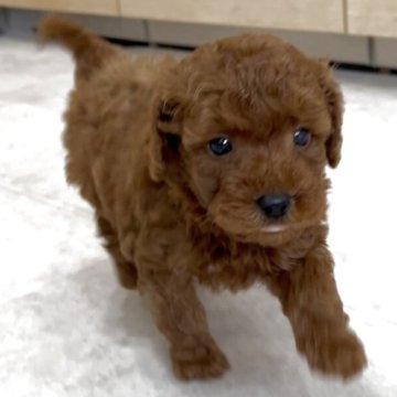 トイプードル(トイ)【神奈川県・男の子・2025年10月18日・濃いレッド】の写真「顔立ちがよく、毛量が多く、穏やかで癒し系の男の子」