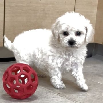 ビションプー(ビションフリーゼ×トイプードル)【神奈川県・女の子・2025年10月30日・白 ホワイト】の写真「顔立ちがよく、短足で毛がふあふあの大人し癒し系の子」