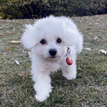ポメビション(ポメラニアン×ビションフリーゼ)【神奈川県・女の子・2025年7月20日・白、ホワイト】の写真「短足・爆毛・目が大きい可愛い子です、」