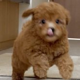 トイプードル(タイニー)