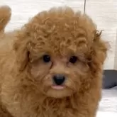 タイニープードル