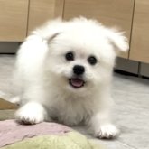 ポメプー(ポメラニアン×トイプードル)