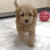 タイニープードル