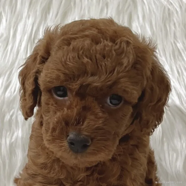 ID：2305-01787の子犬
