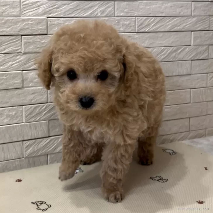 ID:2405-05246の子犬