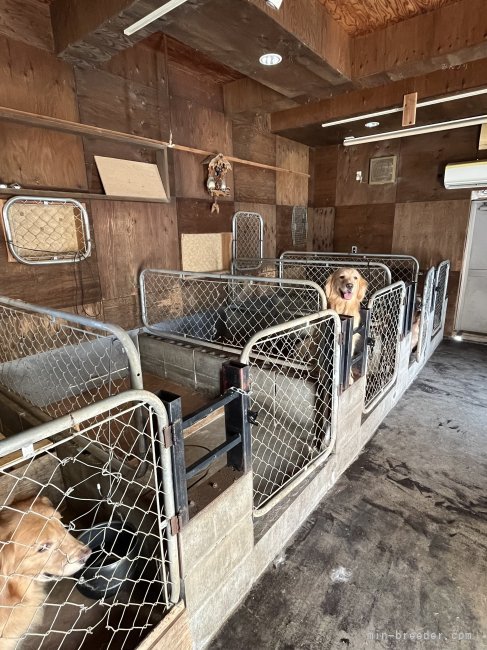 神永　勇士(かみなが　ゆうじ)ブリーダー(千葉県・ゴールデンレトリバー・JKC登録)の紹介写真3