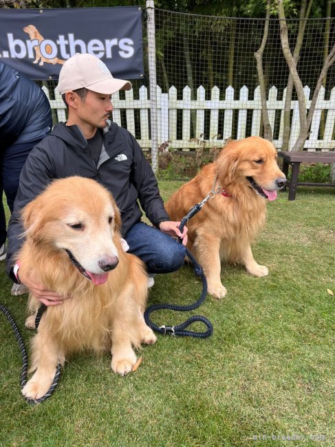 神永　勇士(かみなが　ゆうじ)ブリーダー(千葉県・ゴールデンレトリバー・JKC登録)の紹介写真4