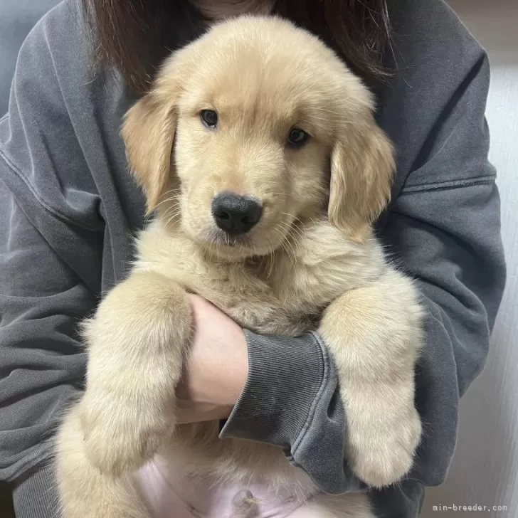 ゴールデンレトリバー【千葉県・男の子・2025年9月8日・ゴールド】の写真1