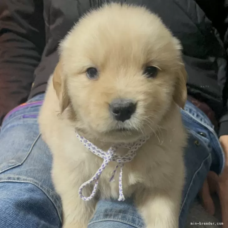 ゴールデンレトリバー【千葉県・男の子・2025年11月3日・ゴールド】の写真1