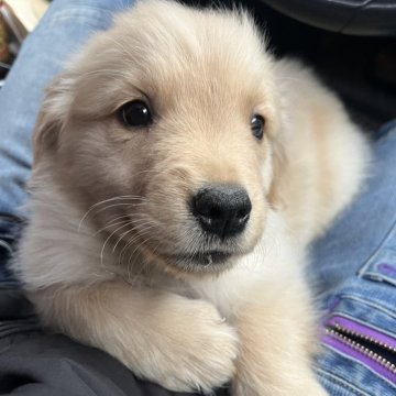 ゴールデンレトリバー【千葉県・女の子・2025年9月8日・ゴールド】の写真「インスタ#アイケーブラザーズ　水色ちゃん🐶」