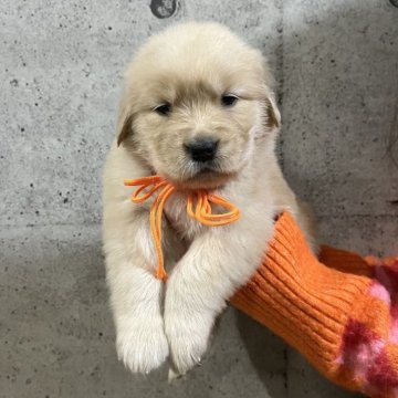 ゴールデンレトリバー【千葉県・女の子・2025年11月3日・ゴールド】の写真「インスタ#アイケーブラザーズ　」