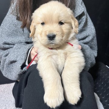 ゴールデンレトリバー【千葉県・男の子・2025年11月3日・ゴールド】の写真「インスタ#アイケーブラザーズ　父親チャンピオン🐶」