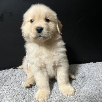 ゴールデンレトリバー【千葉県・男の子・2025年11月3日・ゴールド】の写真「インスタ#アイケーブラザーズ　父親チャンピオン🐶」