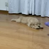 ゴールデンレトリバー【千葉県・男の子・2025年9月8日・ゴールド】の写真3