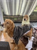 ゴールデンレトリバー【・女の子・2021年2月26日・ゴールド】