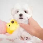 マルチーズ