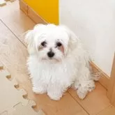 マルチーズ