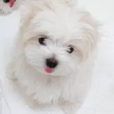 マルチーズ