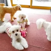 マルチーズ【岐阜県・男の子・2025年5月7日・ホワイト】の写真6