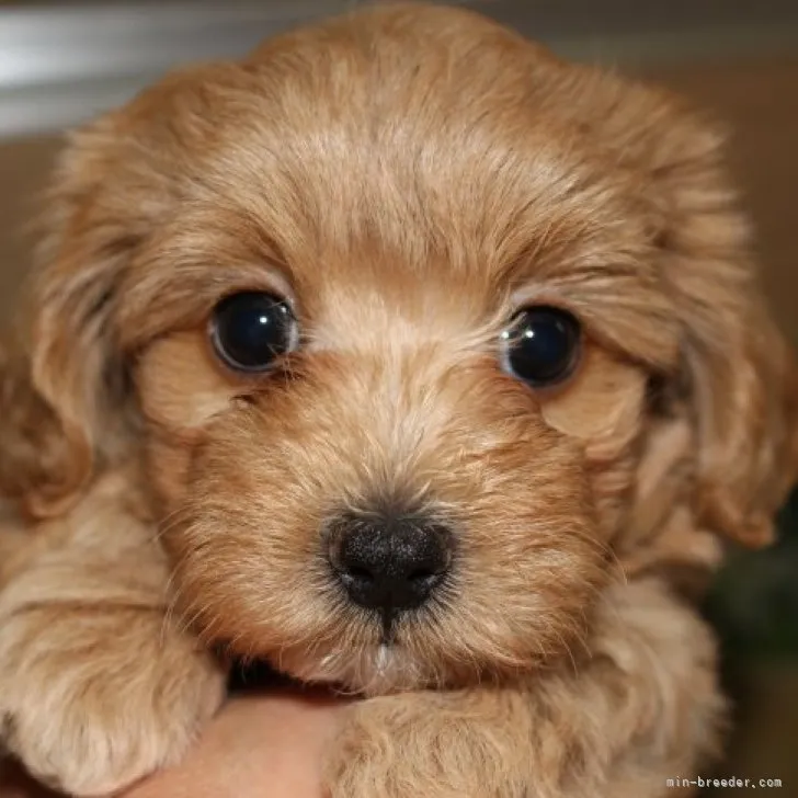 ID:2306-04276の子犬