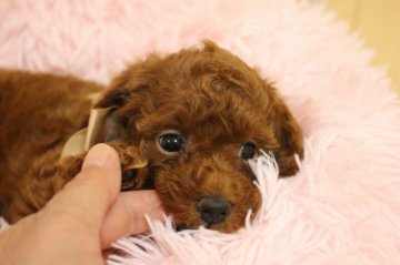 トイプードル(トイ)【岐阜県・男の子・2021年9月9日・レッド】の写真「両親遺伝子検査3項目クリアー」