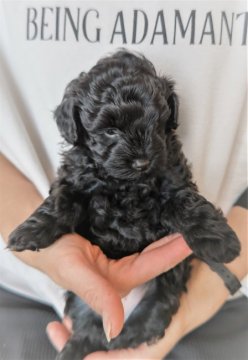 ミックス(マルプー×トイプードル)【岐阜県・男の子・2021年10月25日・ブラック】の写真「可愛いマルプーブラック」