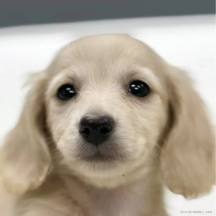 ID：2505-04838の子犬