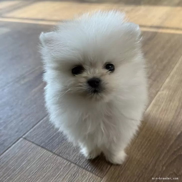 ID:2501-06466の子犬