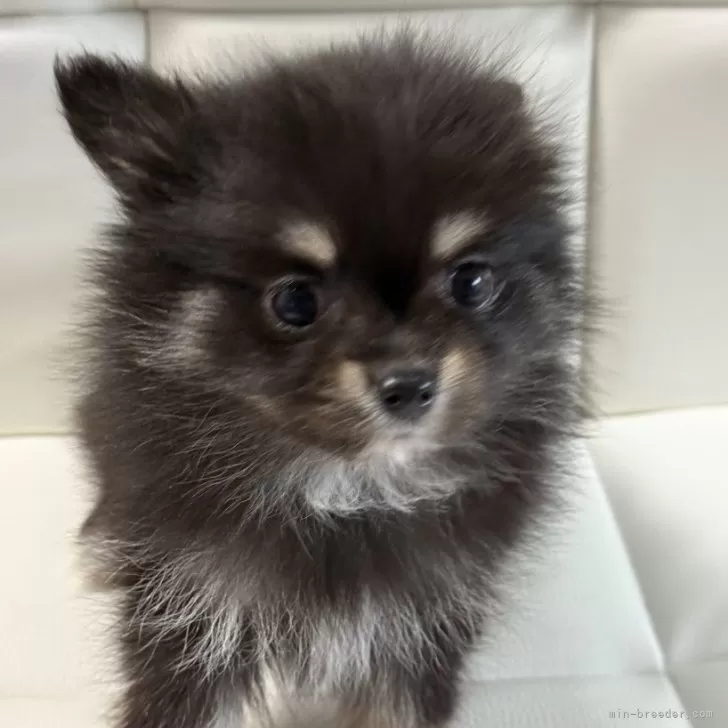 ID:2411-01308の子犬