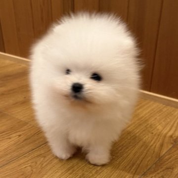 ポメラニアン【愛知県・男の子・2024年12月2日・ホワイト】の写真「毛量おおくかわいい」