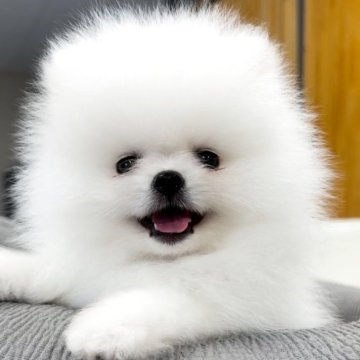 ポメラニアン【愛知県・男の子・2025年7月13日・ホワイト】の写真「ホワイト毛量多くかわいい」