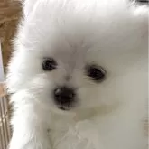 ポメラニアン