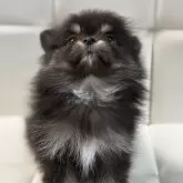 ポメチワ(ポメラニアン×チワワ)【愛知県・女の子・2024年9月20日・ブラックホワイト&タン】の写真3