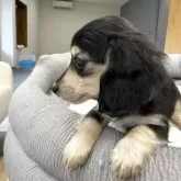 ミニチュアダックスフンド(ロング)【愛知県・女の子・2025年11月23日・ブラック&イエロー】の写真3