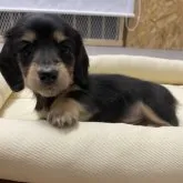 ミニチュアダックスフンド(ロング)【愛知県・女の子・2023年9月13日・ブラック&タン】の写真1