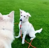 ホワイト・スイス・シェパード・ドッグ【福岡県・男の子・2025年4月23日・ホワイト】の写真7