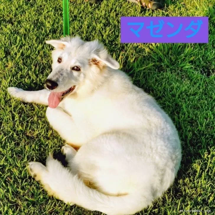 H.Y 様のお迎えした子犬